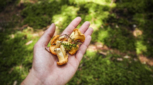 Escape the Everyday - Foraging in the Forest of Dean and Wye Valley